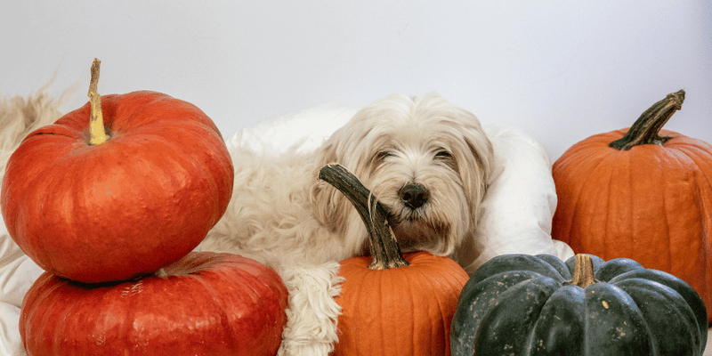 Grain Free Pumpkin Dog Treats - Bully Sticks Central