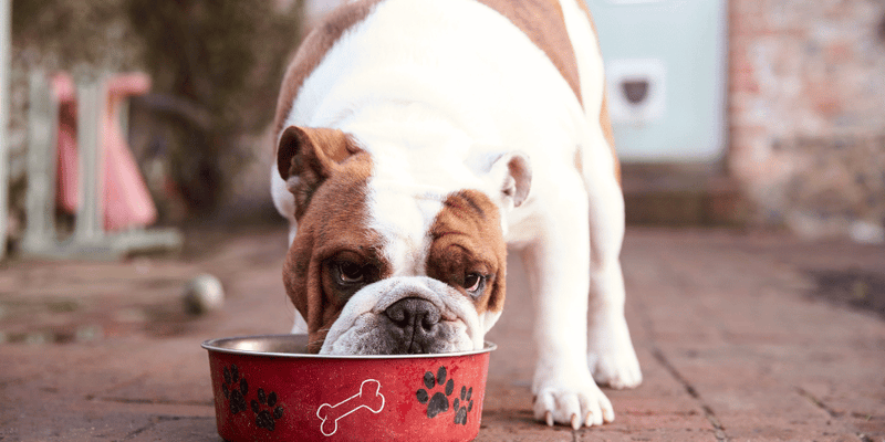 Ground Beef Jerky Dog Treats Recipe - Bully Sticks Central