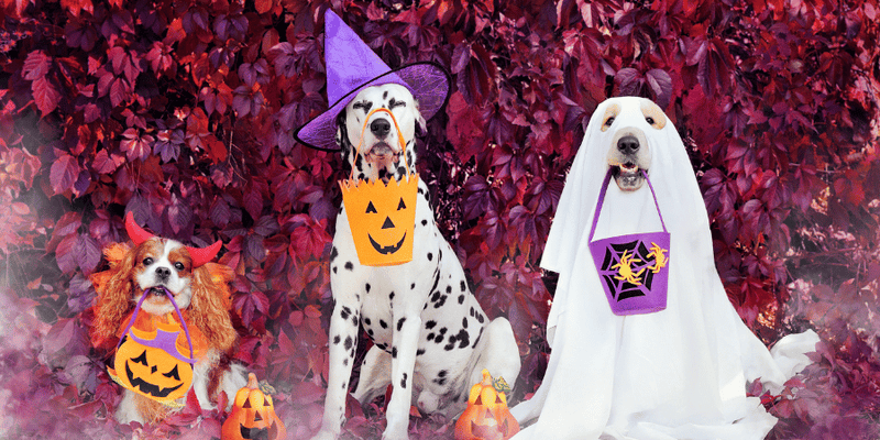 halloween dog treats