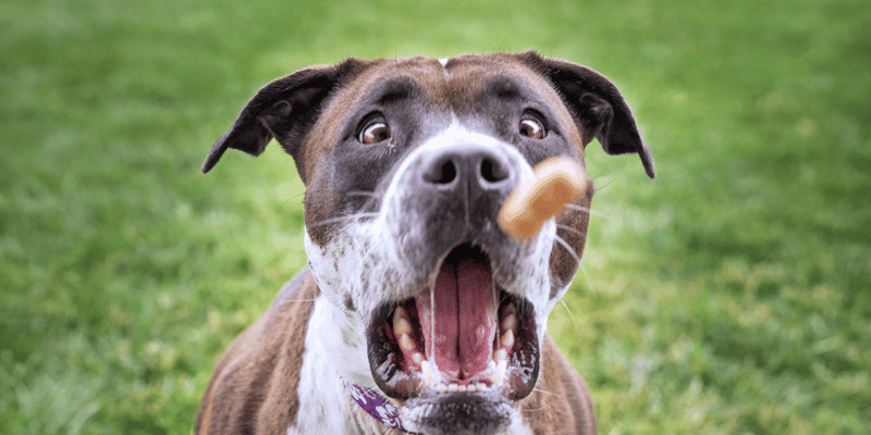 Handmade Dog Treats - Bully Sticks Central