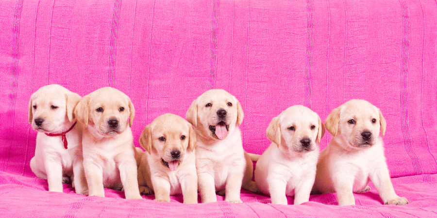 Treats for lab puppies hotsell