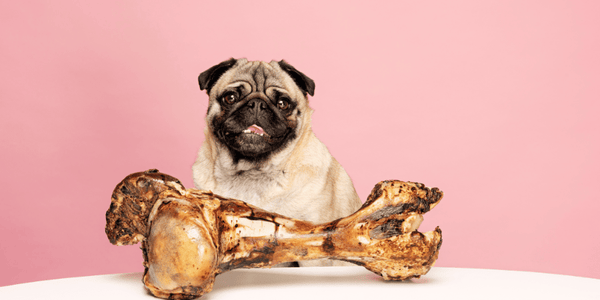 Healthy Bones For Dogs - Bully Sticks Central