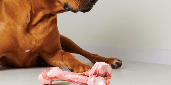 Healthy Dog Bones - Bully Sticks Central