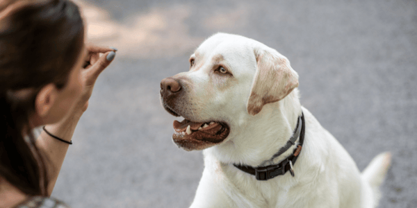 Healthy Dog Training Treats - Bully Sticks Central