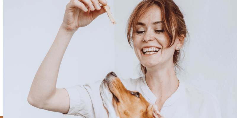 Healthy Dog Treats For Training - Bully Sticks Central