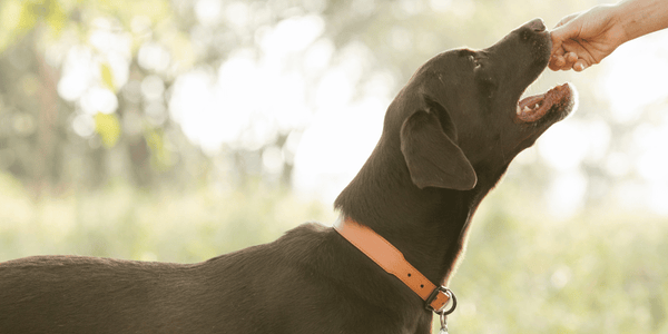 Healthy Dog Treats Recipe - Bully Sticks Central