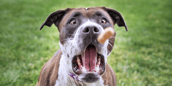 Healthy Soft Dog Treats - Bully Sticks Central