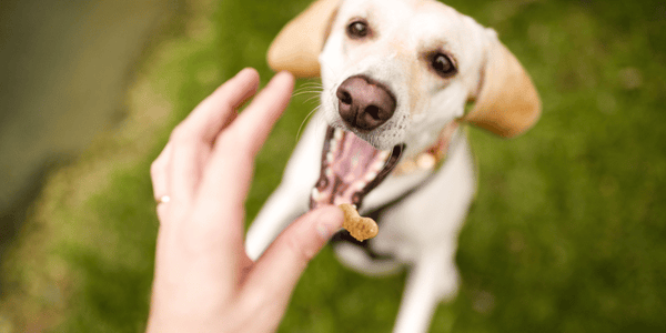 Healthy Soft Treats For Dogs - Bully Sticks Central