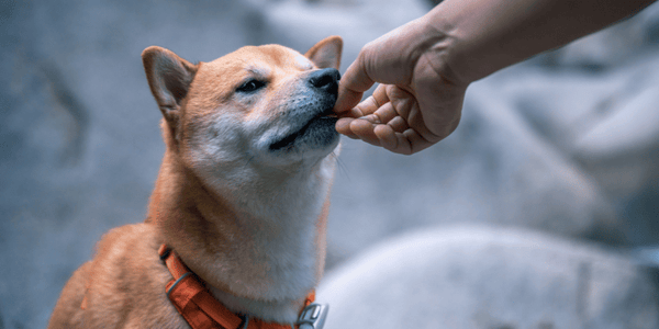 Healthy Treats for Dogs - Bully Sticks Central