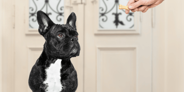Healthy Treats for Dogs - Bully Sticks Central