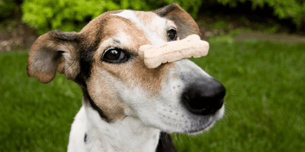 Hip and Joint Treats for Dogs - Bully Sticks Central