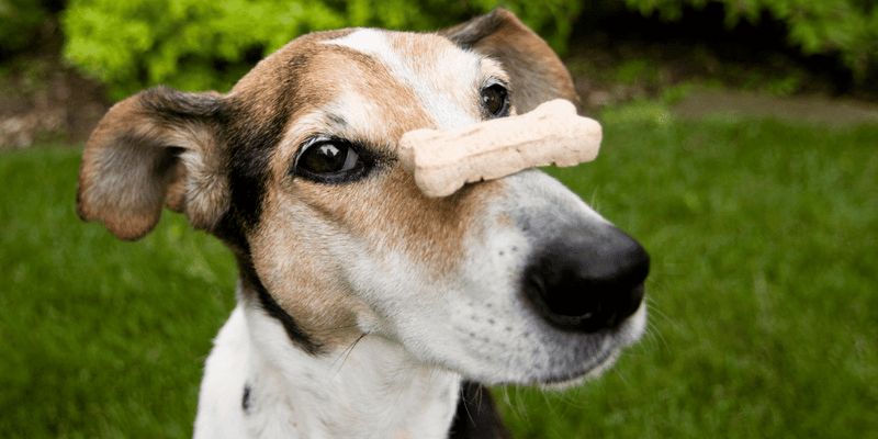 Hip and Joint Treats for Dogs - Bully Sticks Central