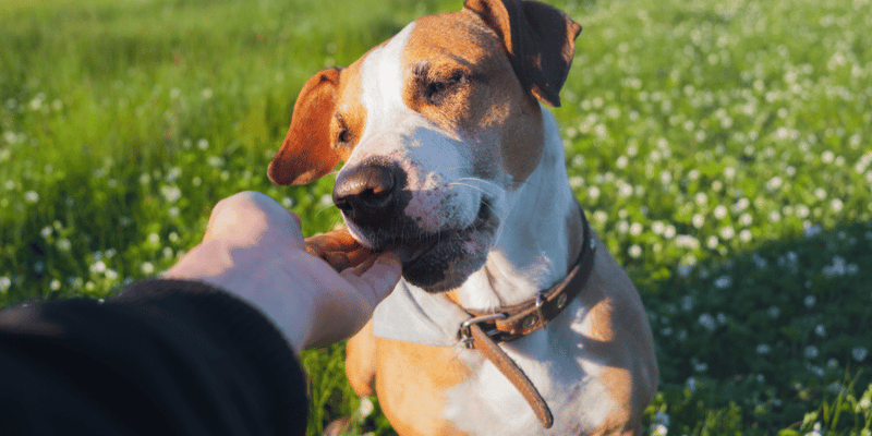 Holistic and Natural Dog Treat Options