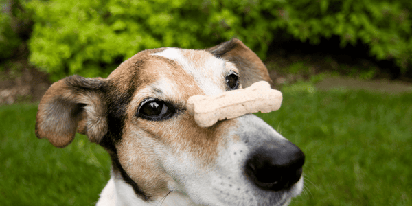 Home Baked Dog Treats - Bully Sticks Central