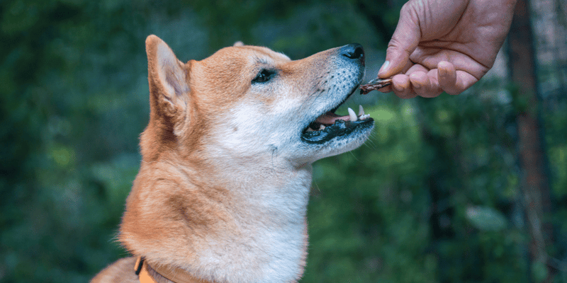 Home Made Wild Game Treats For Dogs - Bully Sticks Central