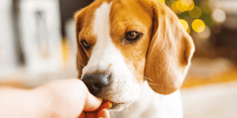 Homemade Calming Dog Treats - Bully Sticks Central