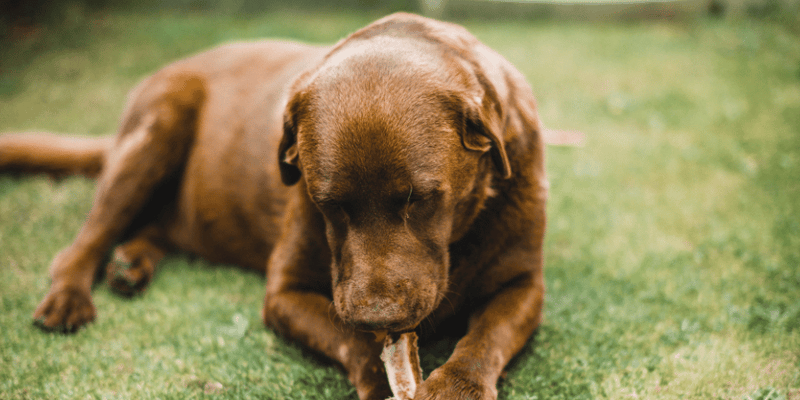 Homemade Chicken Liver Dog Treats - Bully Sticks Central