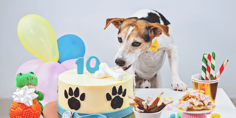 Homemade Dog Birthday Treats - Bully Sticks Central