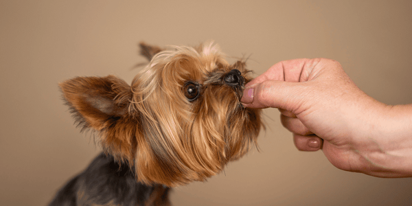 Homemade Dog Training Treats - Bully Sticks Central