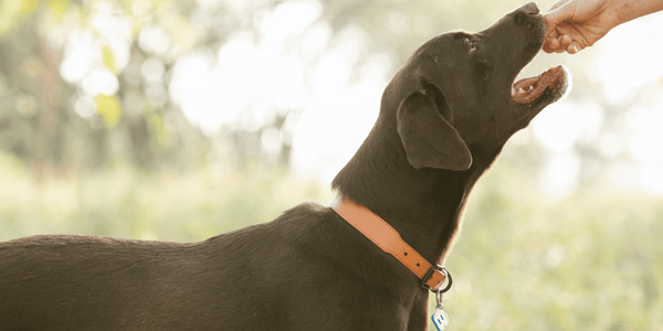 Homemade Dog Treats Easy - Bully Sticks Central