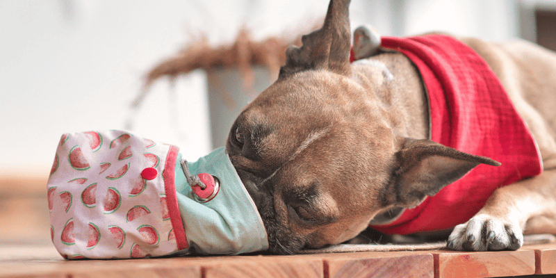 Diet for Dogs With Renal Failure Homemade: Nutritious Recipes