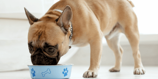 Homemade Dog Treats For Training - Bully Sticks Central