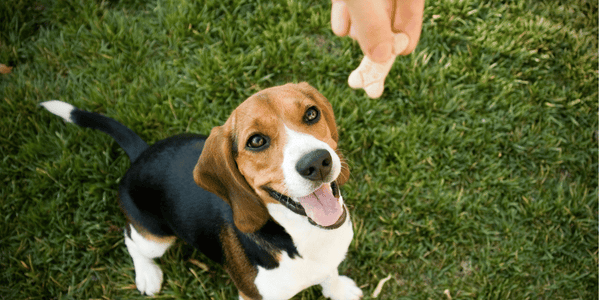 Homemade Dog Treats In Silicone Molds - Bully Sticks Central