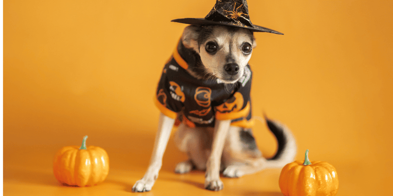 Homemade Dog Treats No Pumpkin - Bully Sticks Central