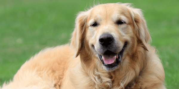 Homemade Dog Treats That Last A Long Time - Bully Sticks Central