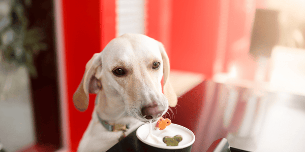Homemade Dog Treats With Applesauce - Bully Sticks Central
