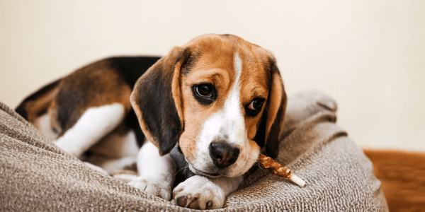 Homemade Dog Treats With Bacon And Cheese - Bully Sticks Central