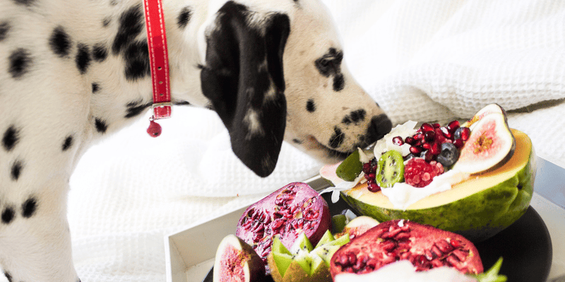 Homemade Dog Treats With Fruit - Bully Sticks Central