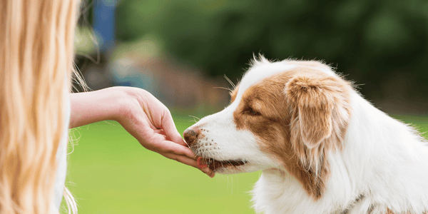 Homemade Dog Treats With Oats - Bully Sticks Central