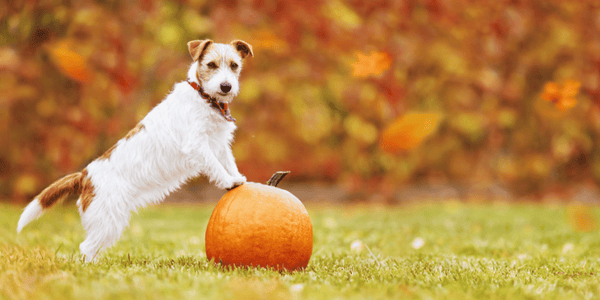 Homemade Dog Treats With Pumpkin Puree - Bully Sticks Central
