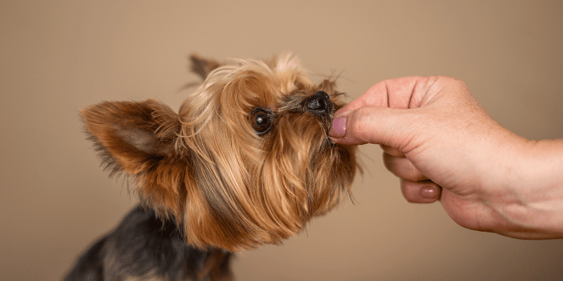 Homemade Dog Treats Without Peanut Butter - Bully Sticks Central