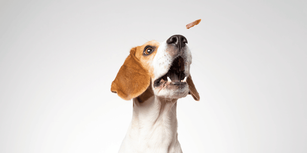 Homemade Gluten Free Dog Treats - Bully Sticks Central