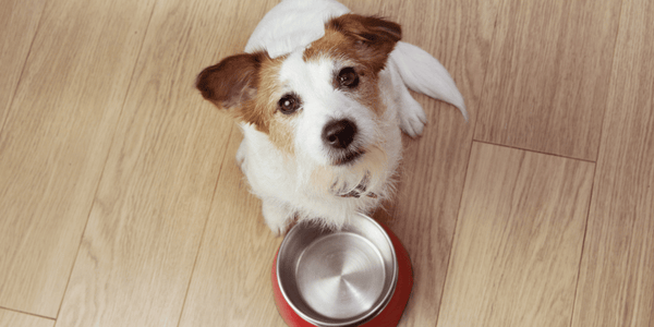 Homemade Low Calorie Dog Treats