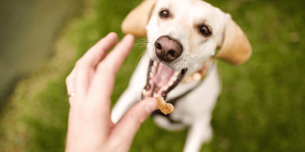 Homemade Peanut Butter Dog Treats Without Flour - Bully Sticks Central