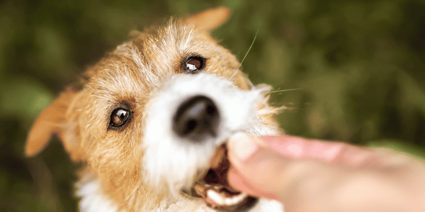 Homemade Pet Treats - Bully Sticks Central