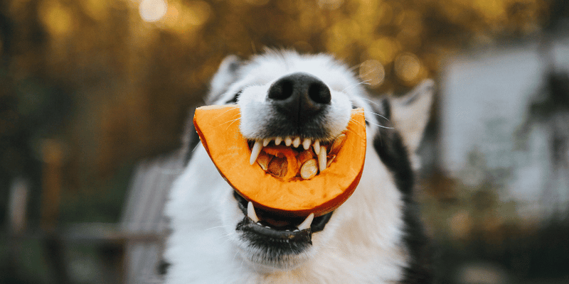 Homemade Pumpkin Oatmeal Dog Treats - Bully Sticks Central