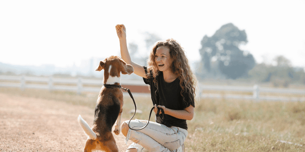 Homemade Soft Dog Training Treats - Bully Sticks Central