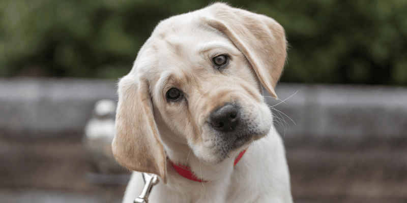 Homemade Training Treats For Puppies - Bully Sticks Central