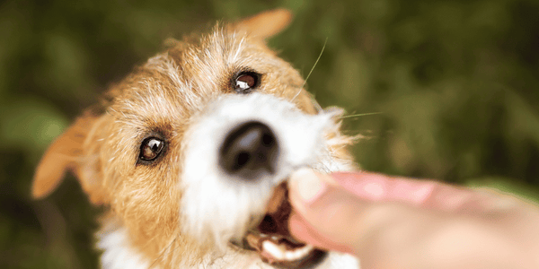 homemade pet treats