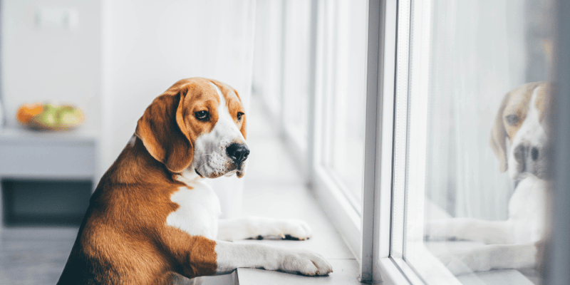 How Can I Treat My Dogs Dermatitis At Home - Bully Sticks Central