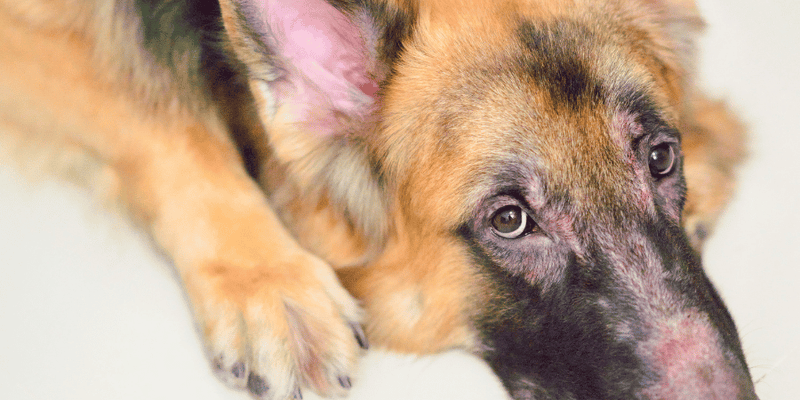 How Can I Treat My Dogs Dermatitis at Home? - Bully Sticks Central