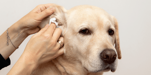 How Can I Treat My Dogs Ear Infection At Home - Bully Sticks Central