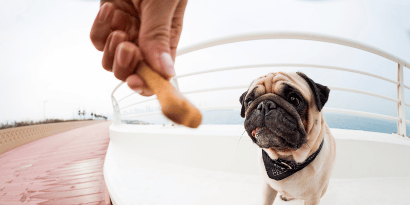How Do I Make Homemade Dog Treats With Meat - Bully Sticks Central