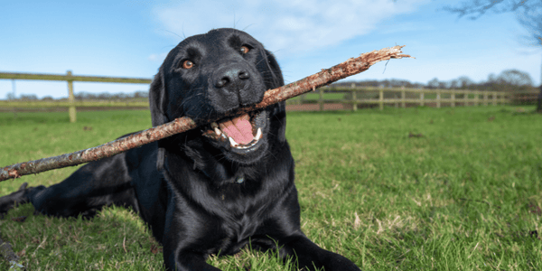 How Long Are Homemade Dog Treats Good For - Bully Sticks Central