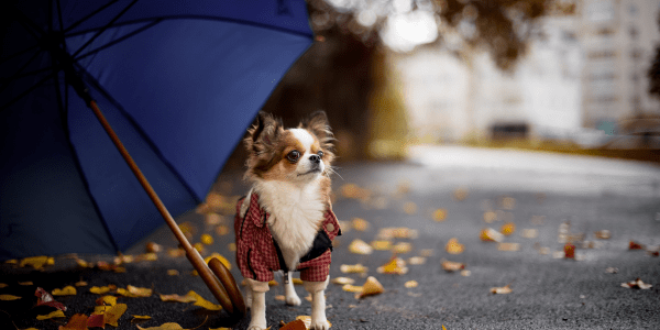 How to calm a dog during thunderstorm - Bully Sticks Central