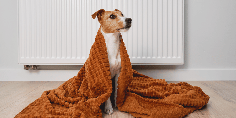 How To Calm a Dog In Heat